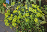 Euphorbia myrsinites RCP3-2019 (88).JPG